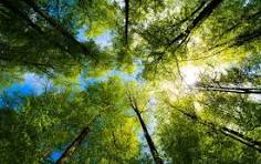 Trees and sunlight in a peaceful nature setting